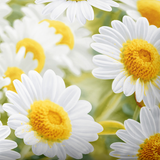 Handmade cotton bedding set | Sunny Daisies